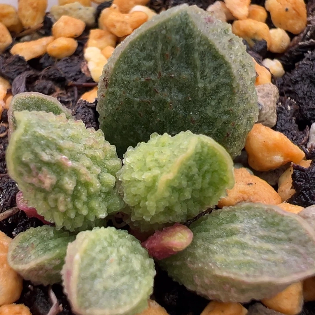 实生新品大苗多肉植物水泡