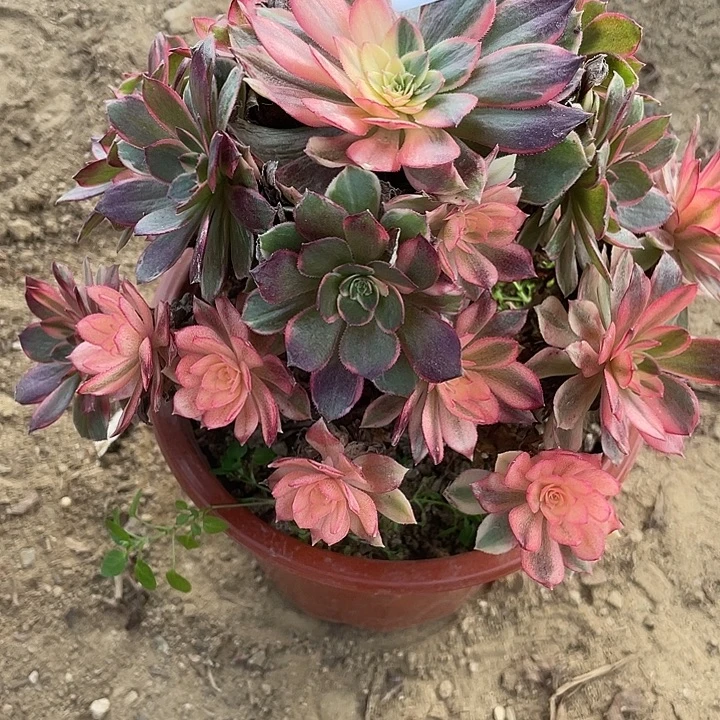 晴***156黑膜锦对肉植物