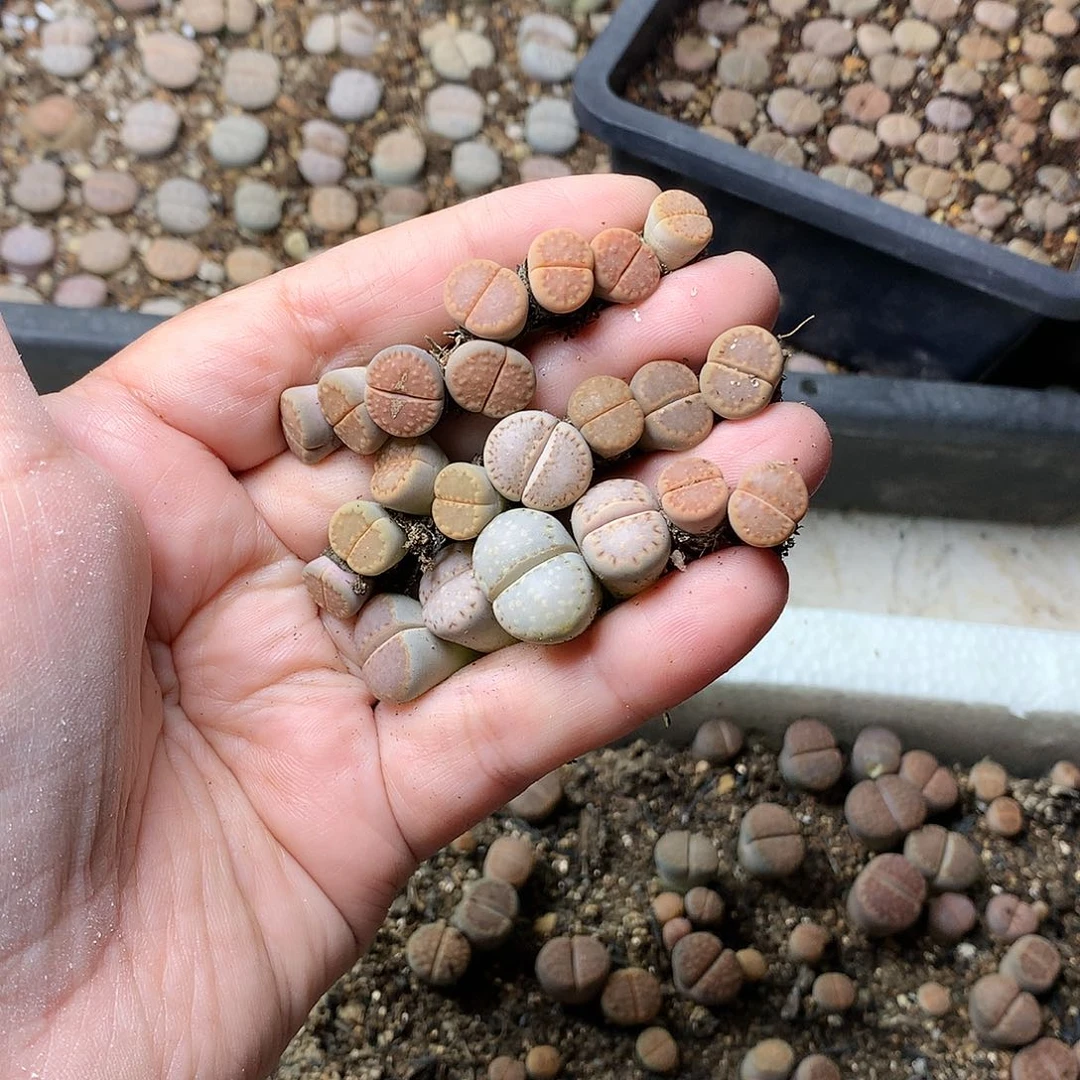 小****?T09多肉植物保护研究所