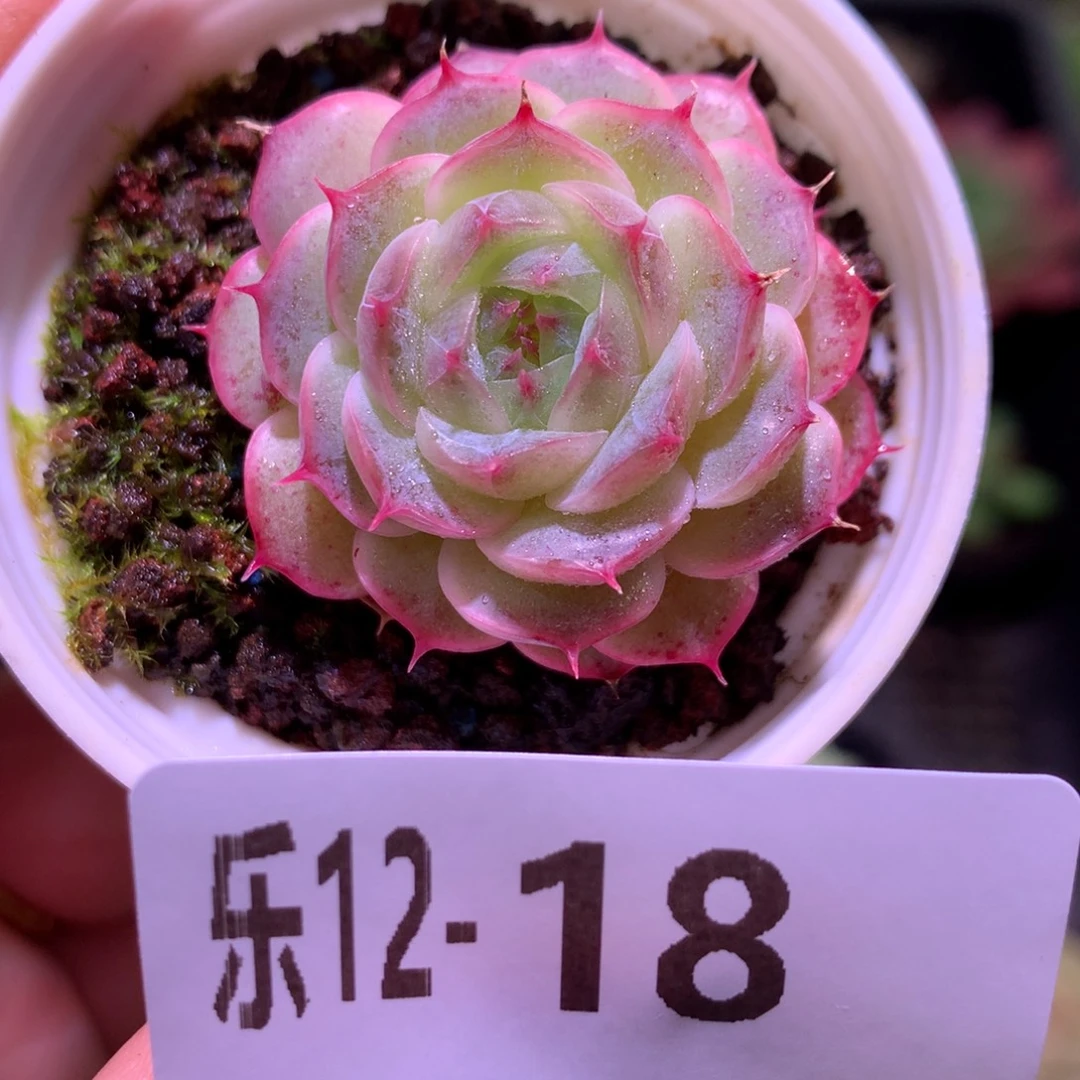 乐然12-18 海王单头