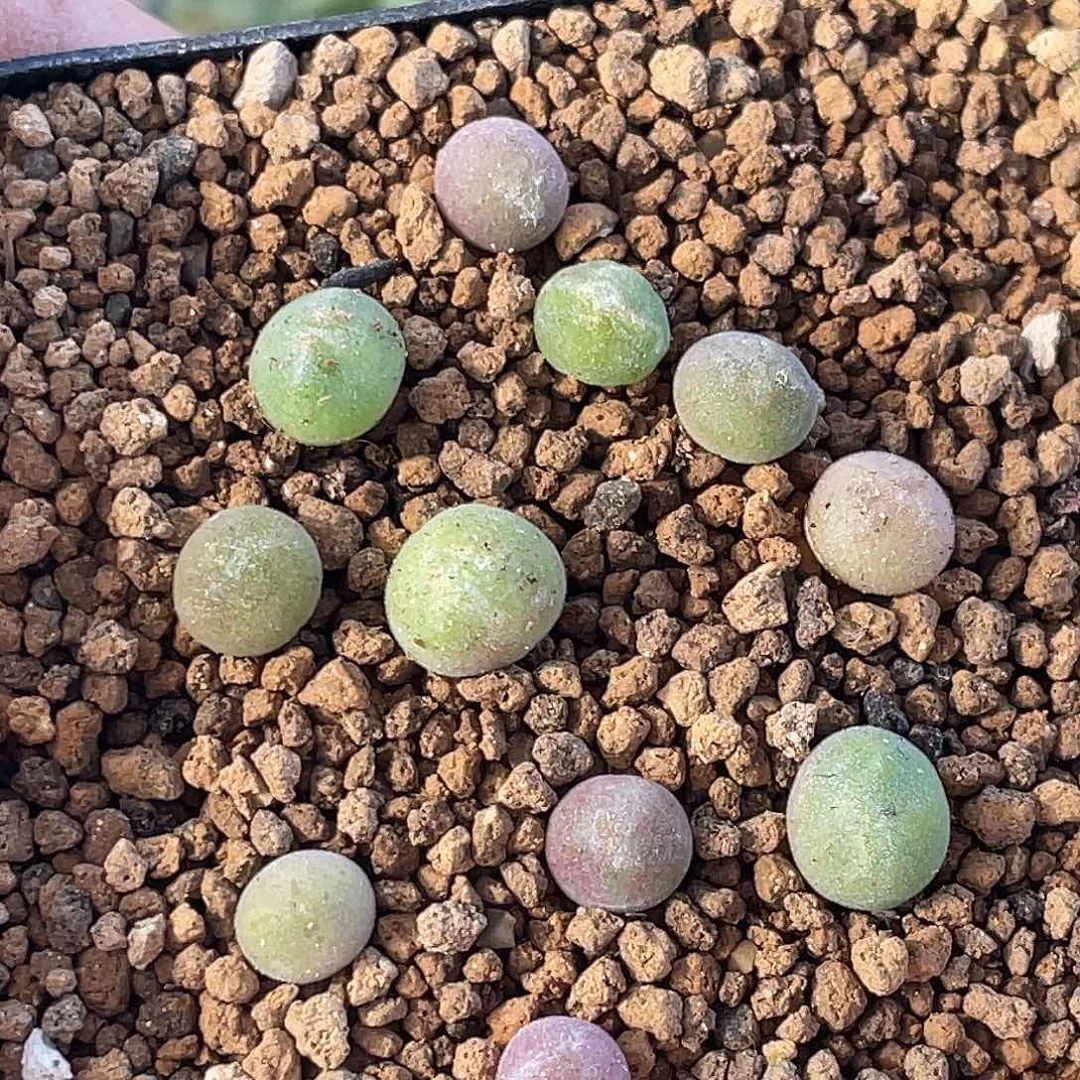 空蝉苗一颗量拍肉锥