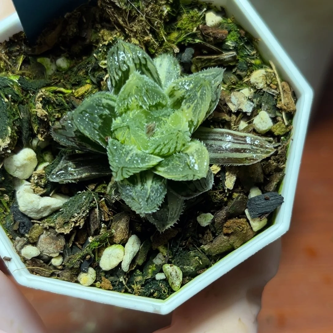 解**田恭喜发财大吉大利0393多肉