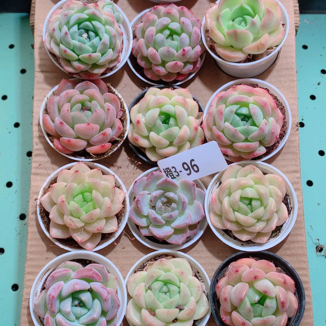 3-96一物一拍带盆18颗