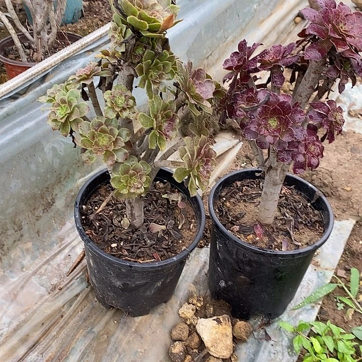灰法加黑法38多肉植物法师法师