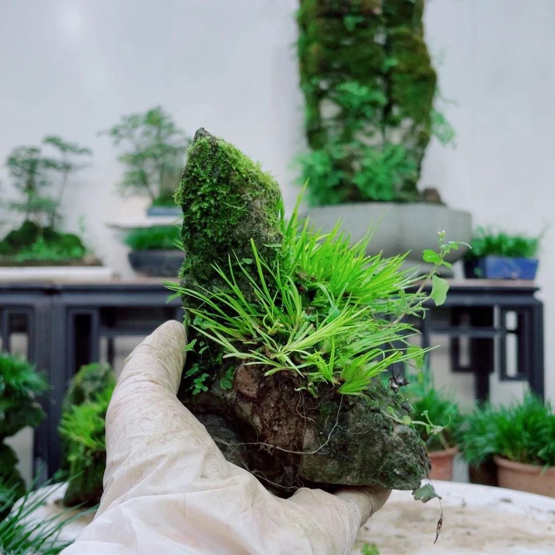 无铅玻璃Y****）铁线蕨铁线蕨铁线蕨