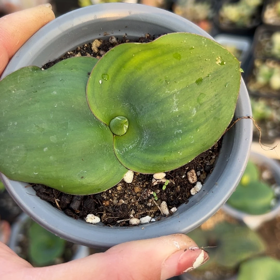 多肉植物艳景开花