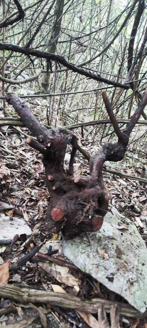 山木香月季盆景素材