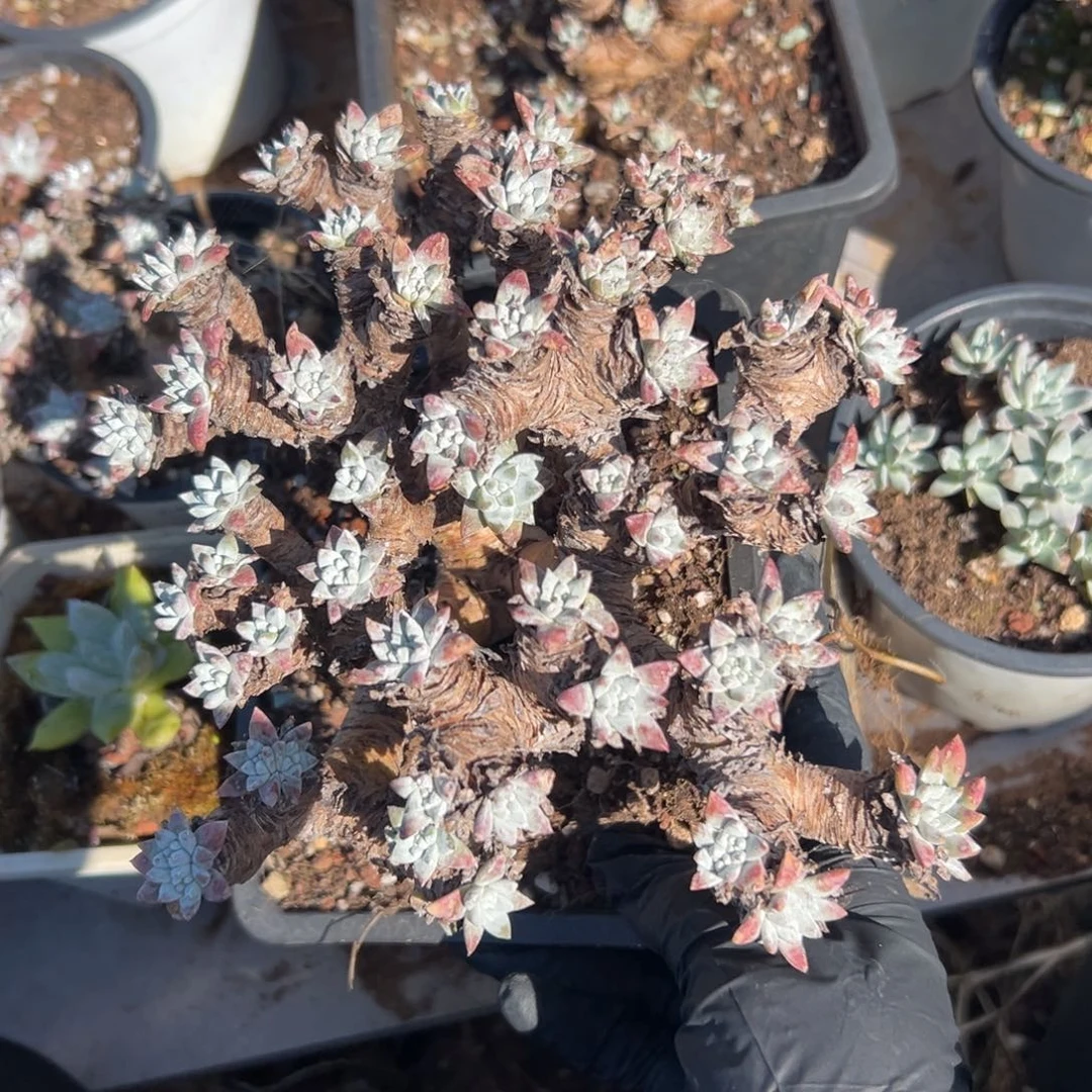 大白菊～一物一拍2353