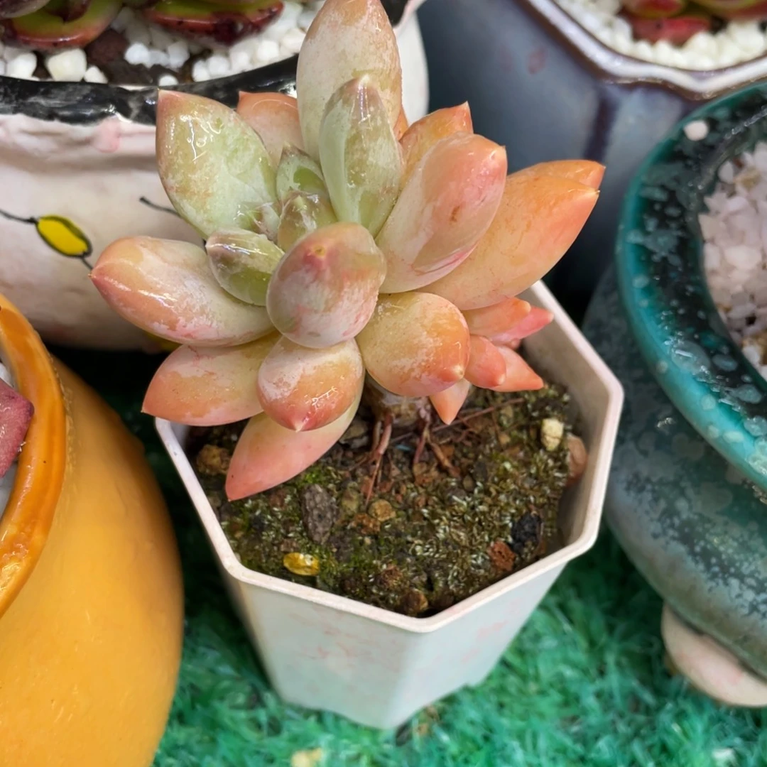 多肉植物盆栽多肉