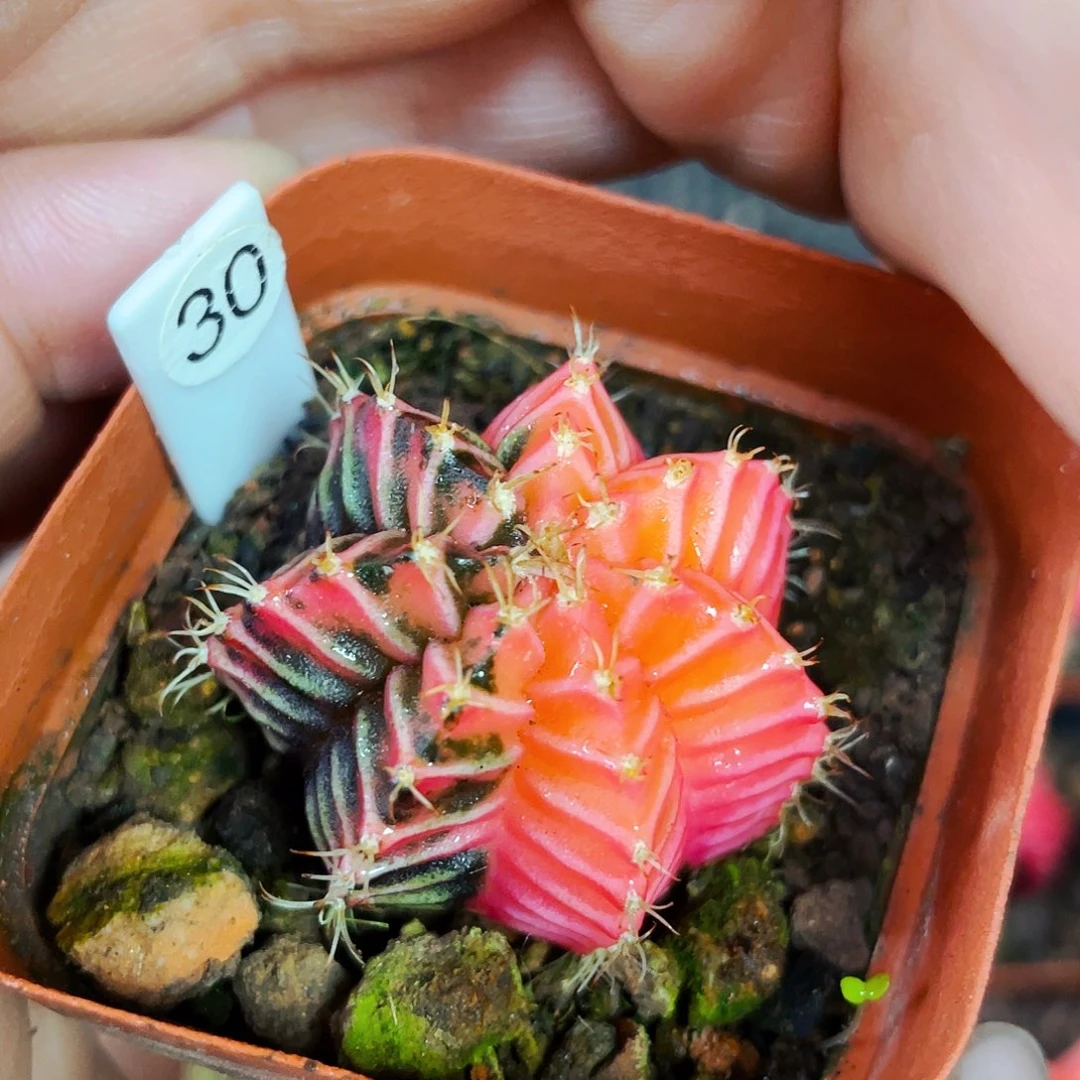 印*非偏远地区满25包邮仙人球