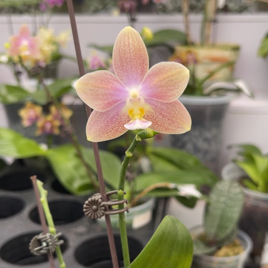 完全开放1935 3寸雪花盾 根不多 一物一拍