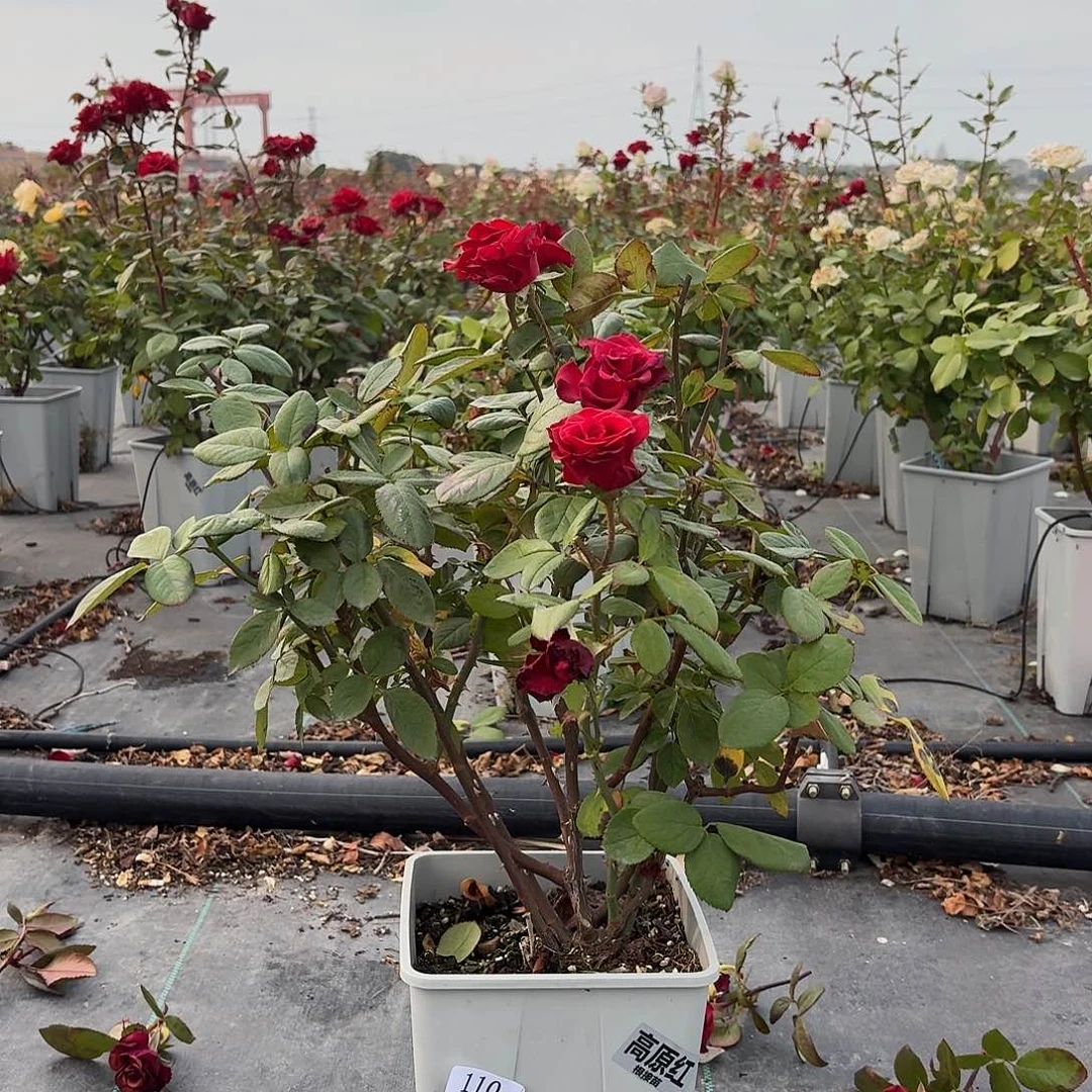 当前无花朵，栽培后可花朵110