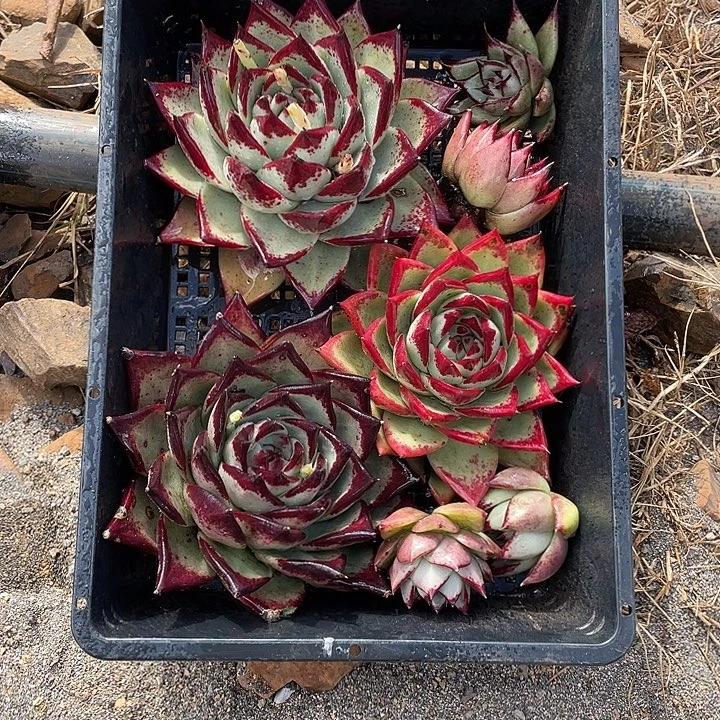 若如东云组拍A574