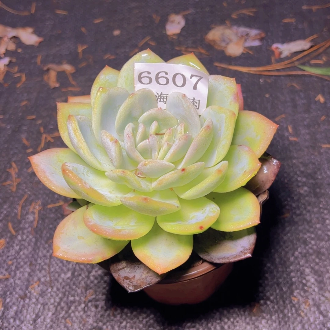 小凤城6607多肉植物