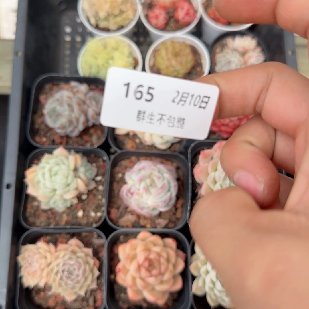 乖*框拍框拍0210-165