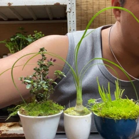 红陶一物一拍所见即所得200