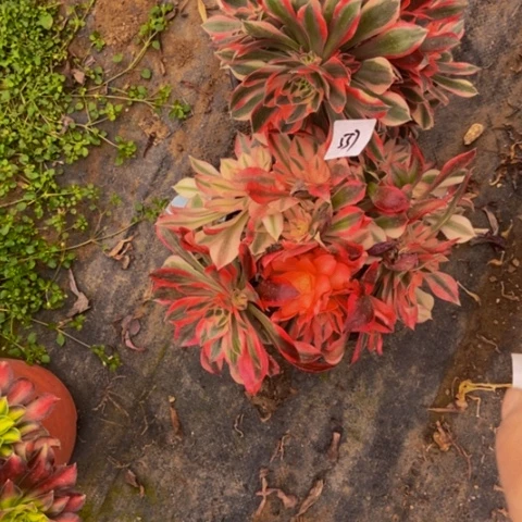 粉女巫变异的特价不售后557多肉