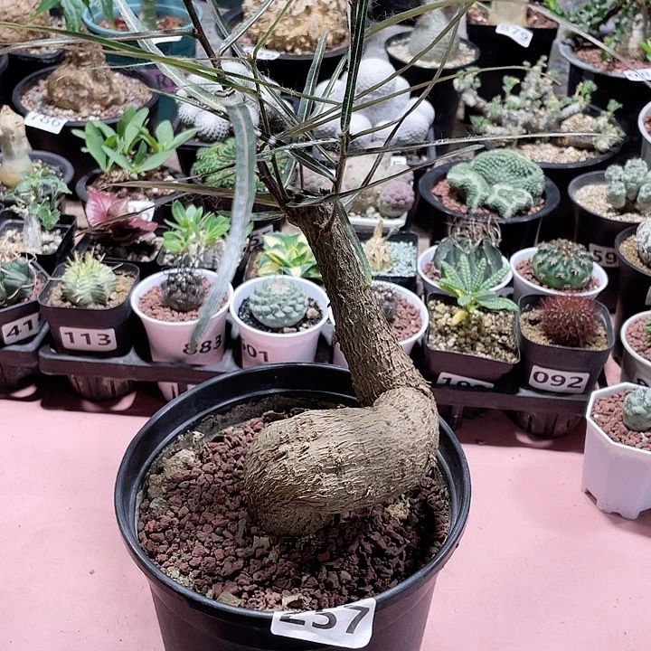 257超大妖桩昆士兰瓶干