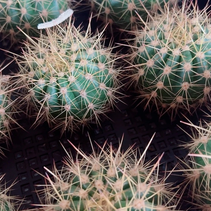 毛花柱侧芽组合10个花色不重复