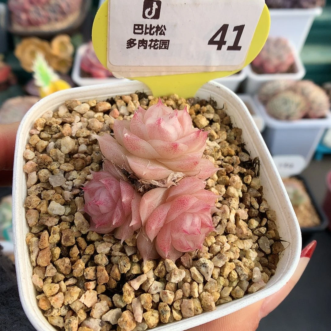 41潘多拉女王多肉植物