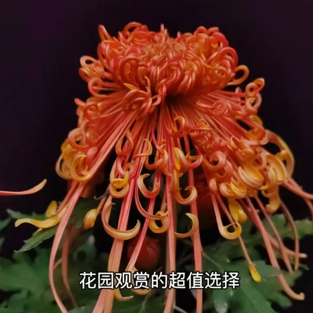 九月菊《贵妃醉酒》(拍一发三)(菊花苗)新老花友福利…