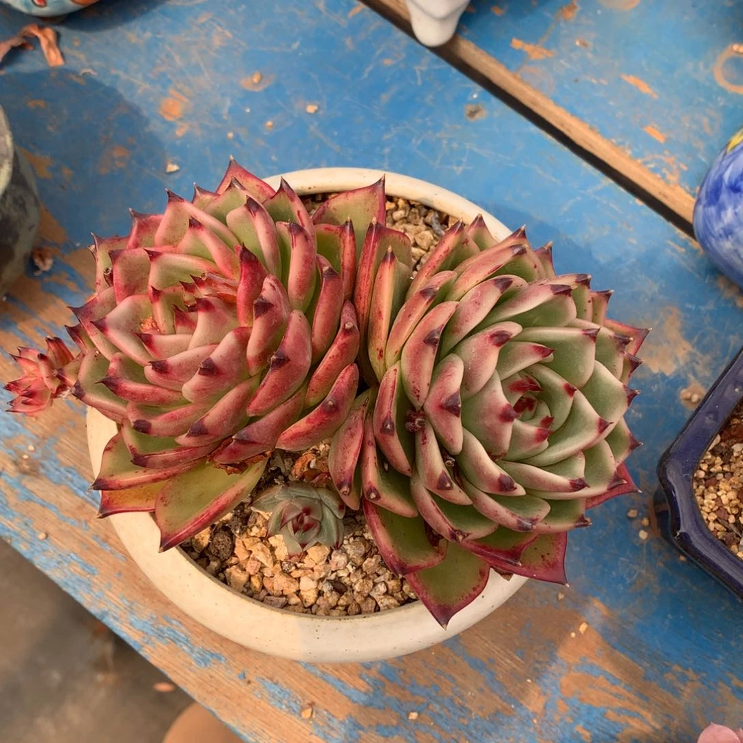 老桩蓝龙清货特价