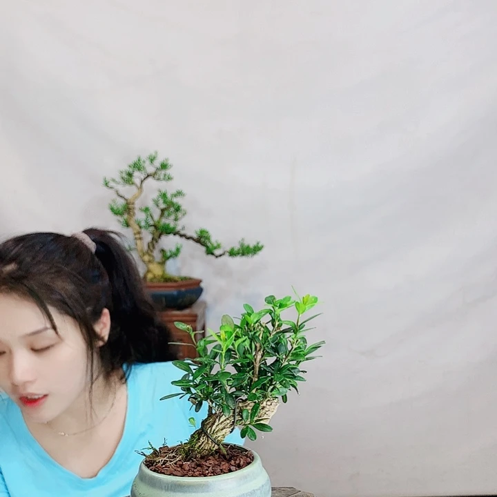 无花朵梦**景皱皮雀舌黄杨盆景