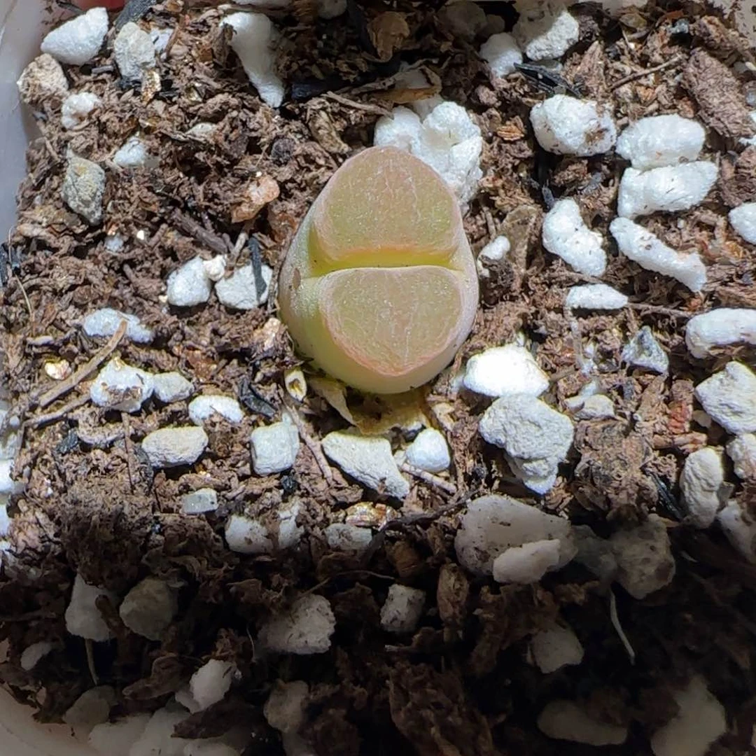 肉锥多肉植物百科-磁铁491