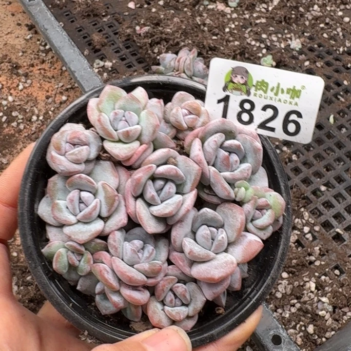 多肉植物多肉植物