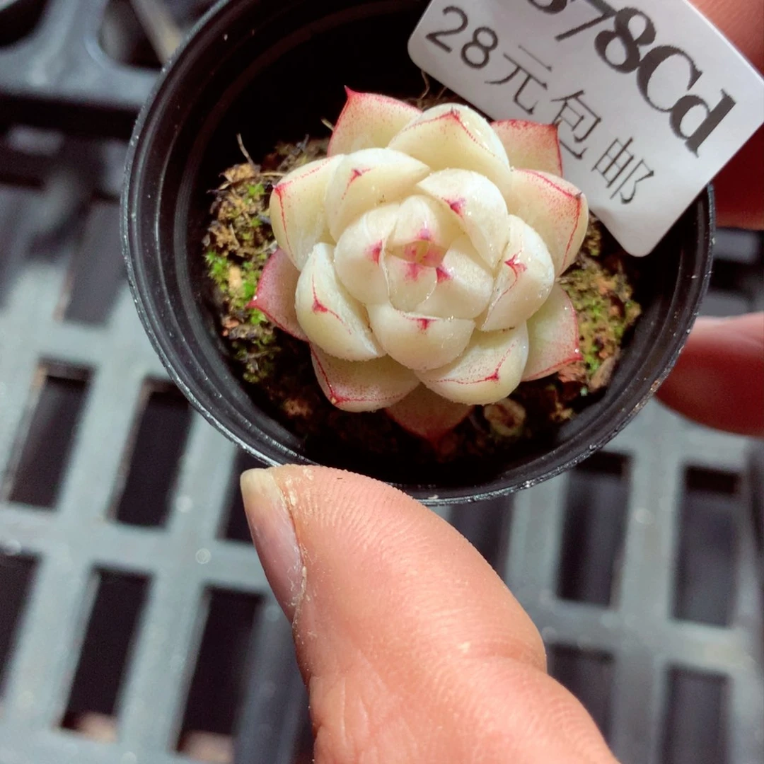 5厘米盆精控多肉3878