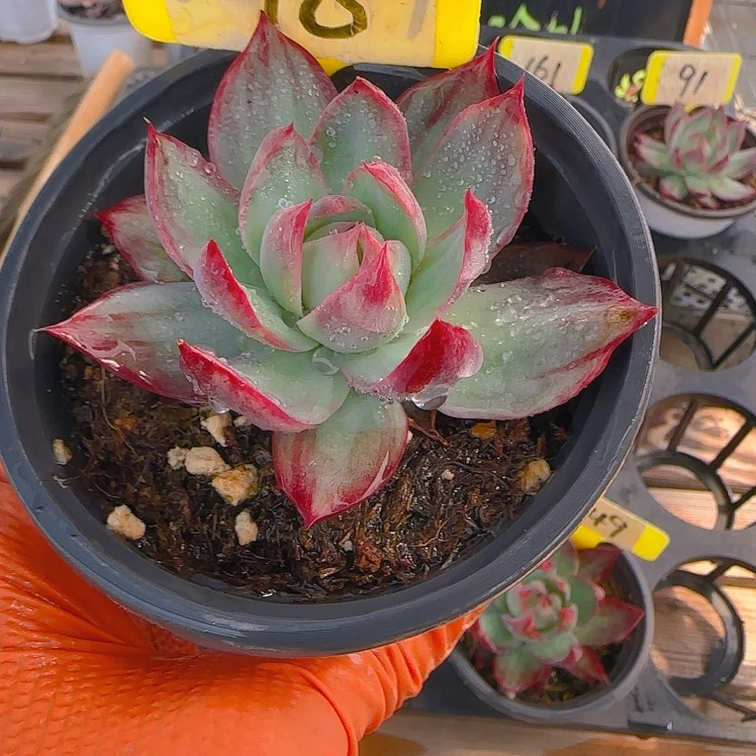 糖**98 惊鸿仙子多肉植物