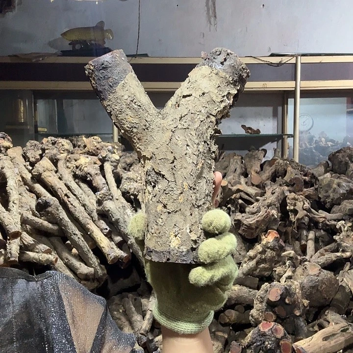 过***客香榧木火琉璃的故事是一个