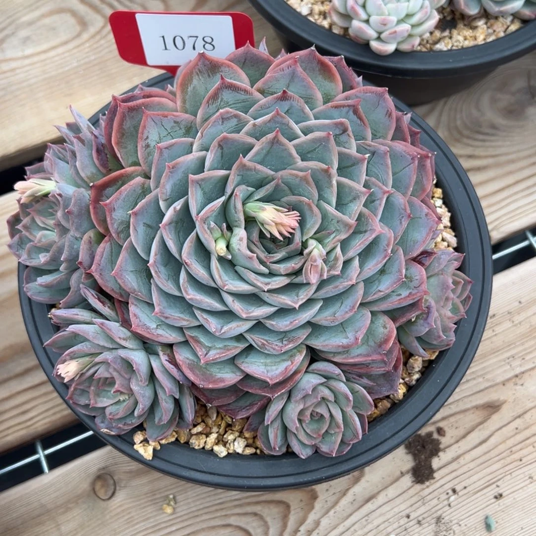 S****g1078多肉多多多多多多