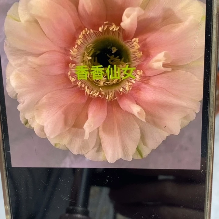 彩草仙女侧芽4公分左右