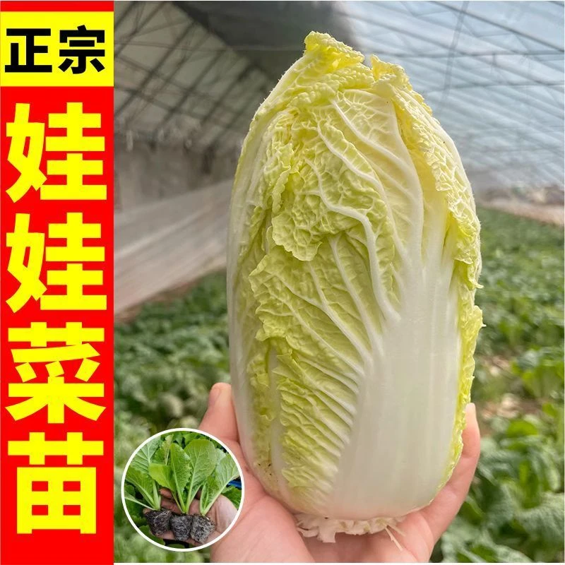 高产娃娃菜苗秧苗黄心白菜苗早熟秋季四季耐寒农家庭院大田蔬菜苗