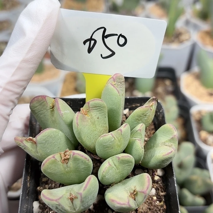 苹果手机在家里玩着电脑