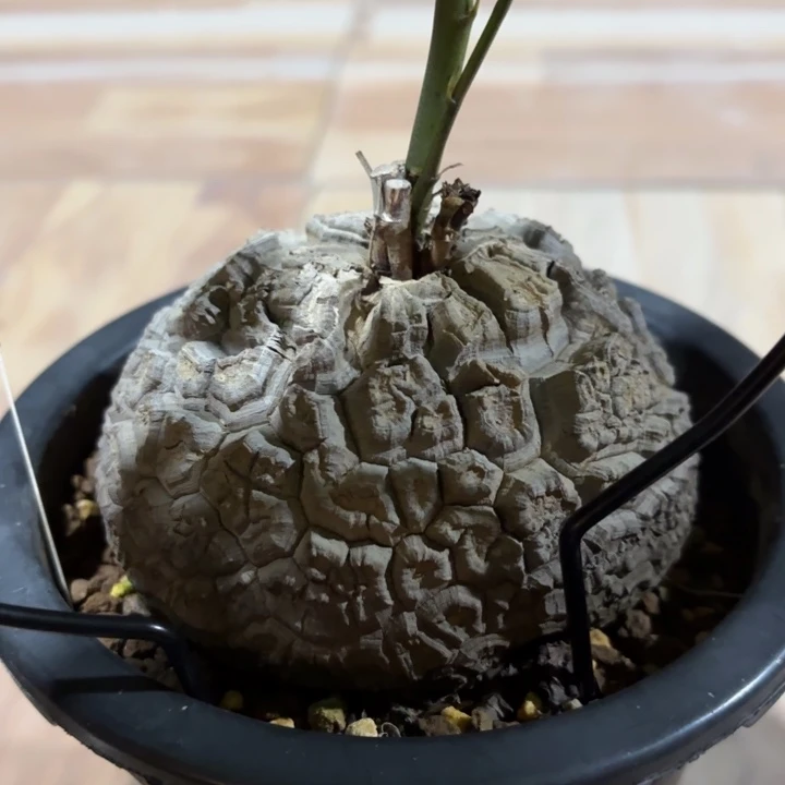 冬至特惠日系南非龟甲龙带盆