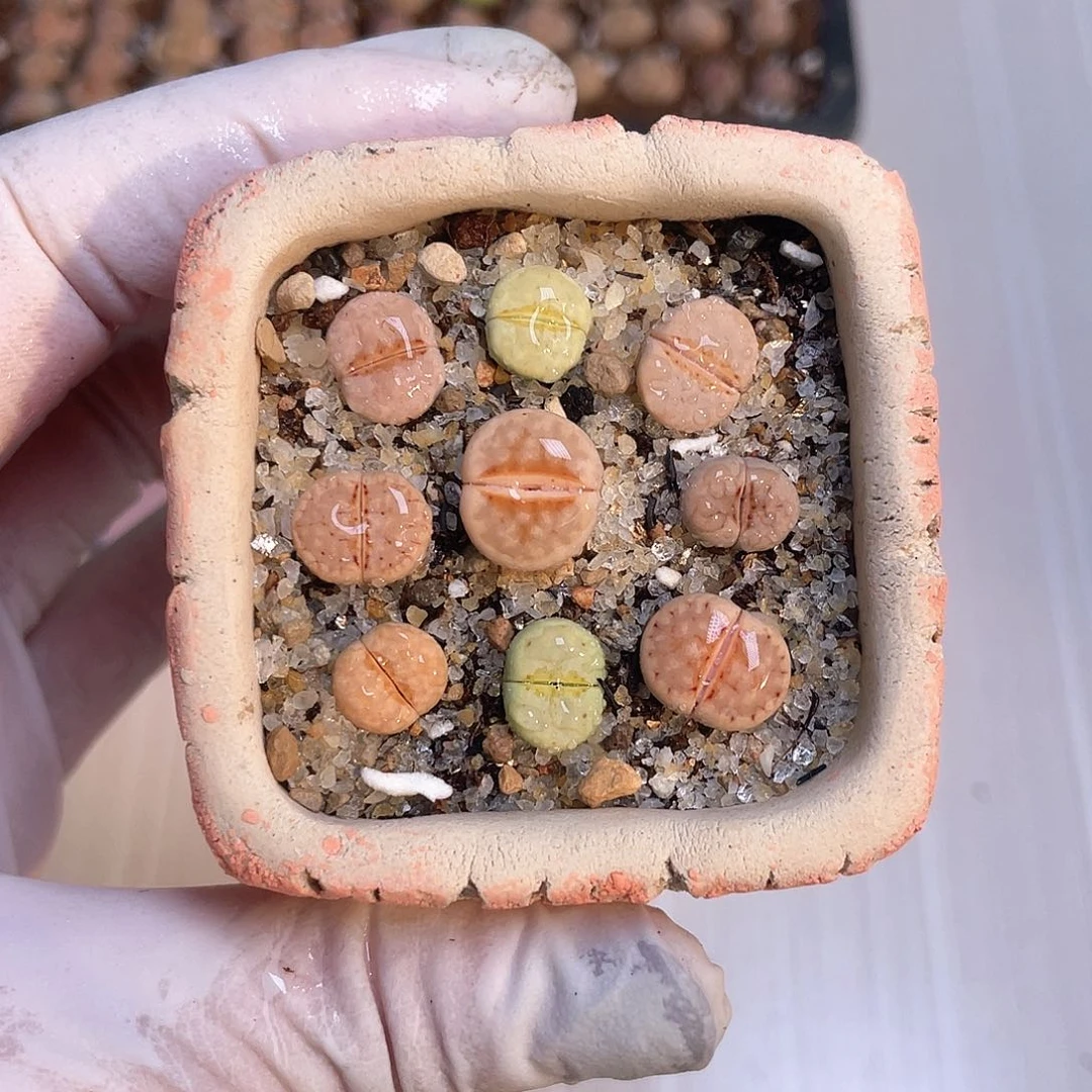 283 带盆土发货……………………