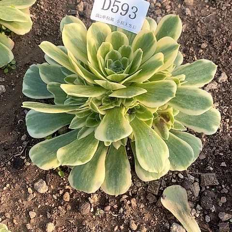 593迈巴赫多肉法师锦