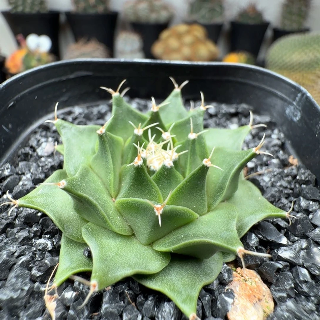 无花朵实生帝冠尺寸4.5