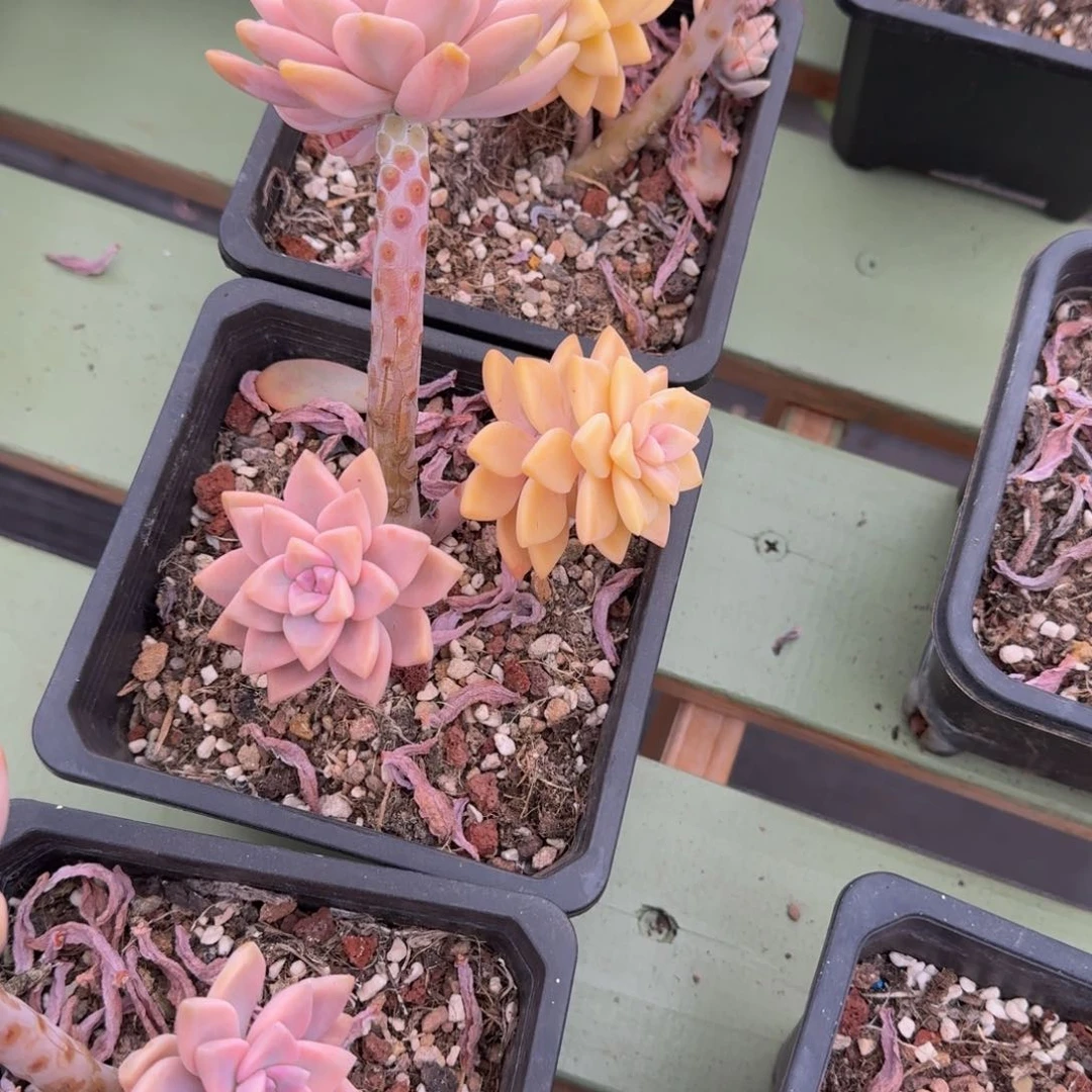 锦上园艺淡雪锦锦