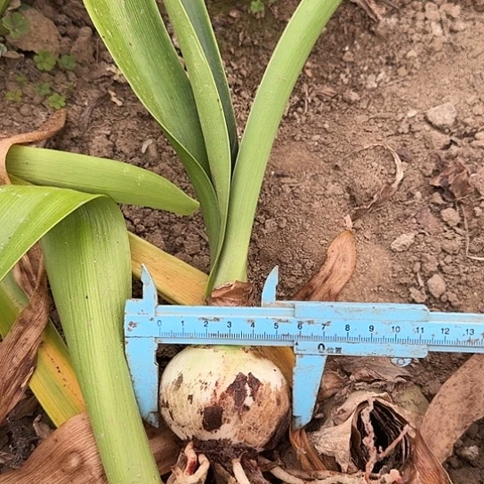 醉清风2号5.5 开花包对版