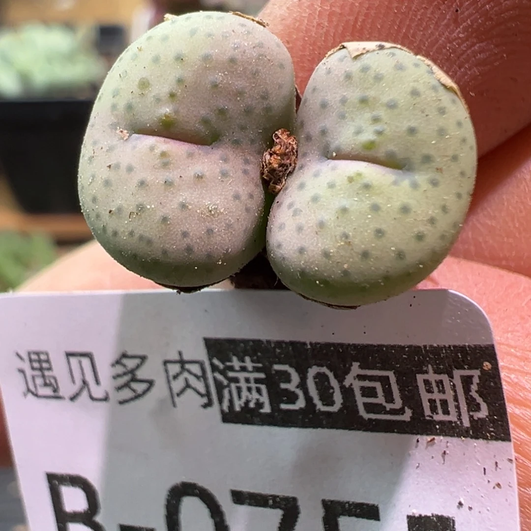751 多肉植物11111111111