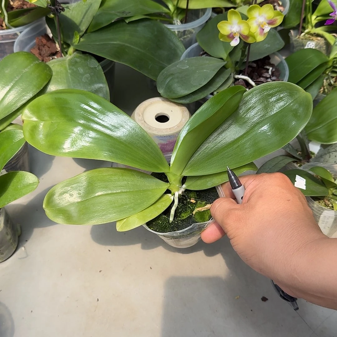 深***海大部分花苞少量开放