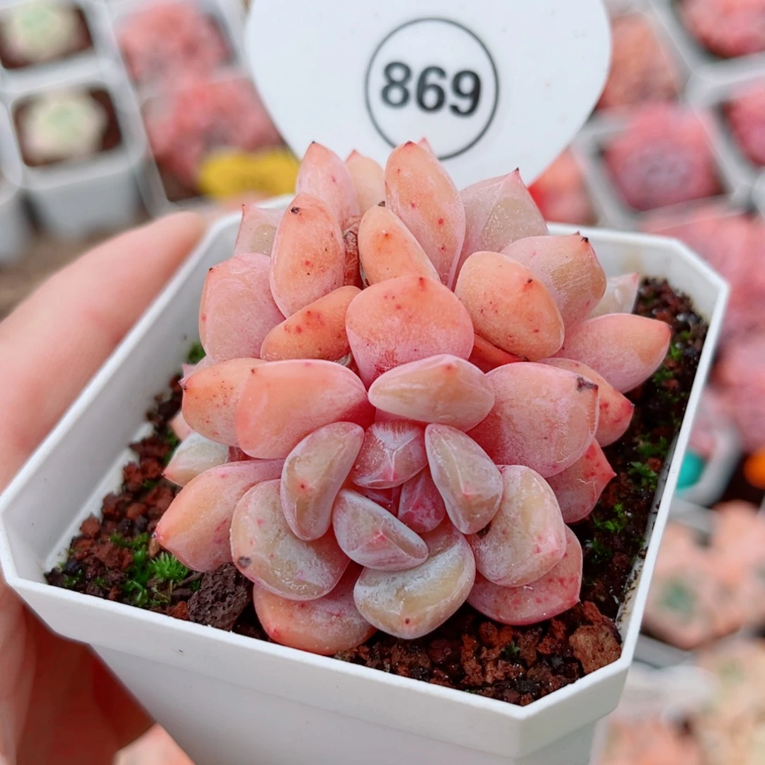 风靡园艺老桩雪天使群