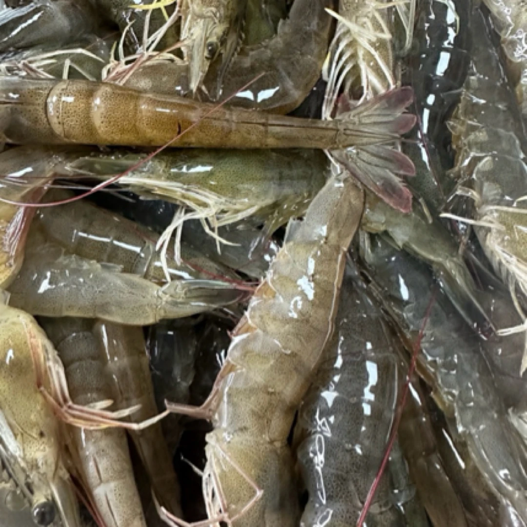 大连复州湾盐水虾4斤顺丰包邮（断氧）