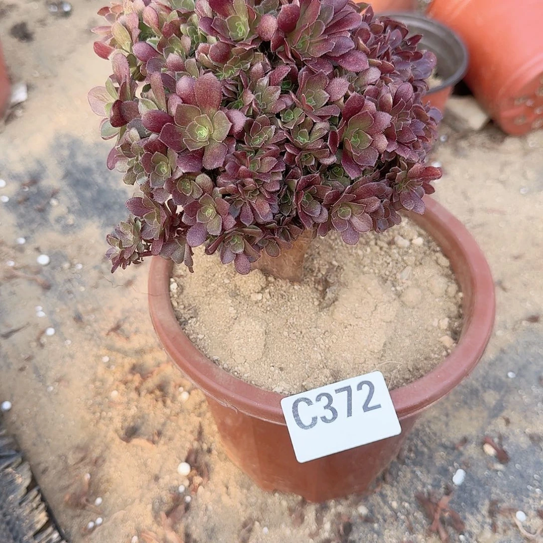 372玫瑰朵朵有伤一颗满28包邮