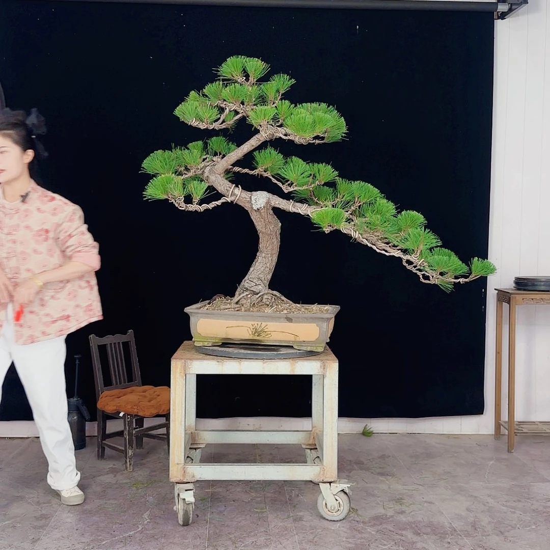 波***阔无花朵黑松盆景直播间