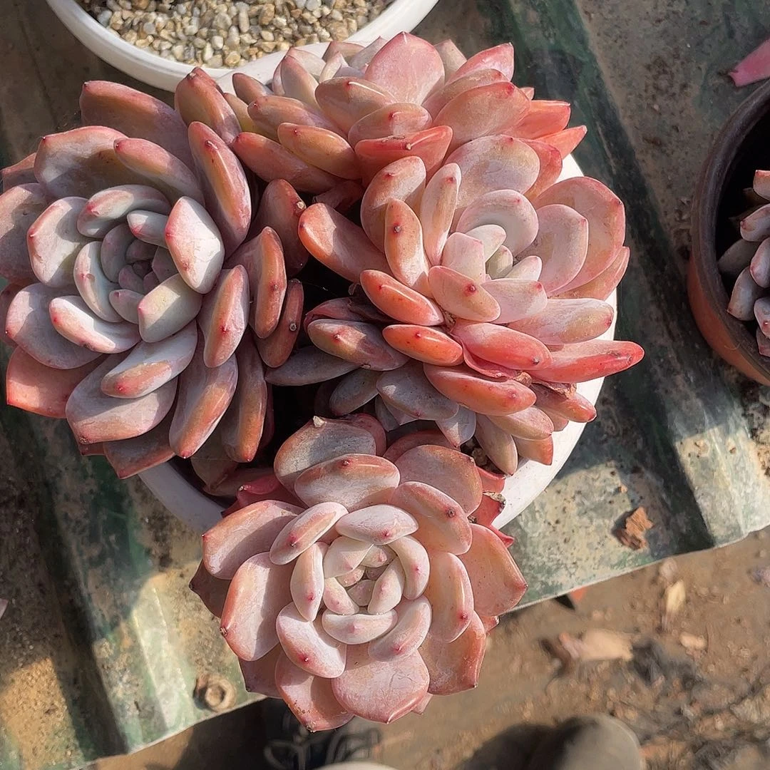 烛***光橙梦露群一物一拍