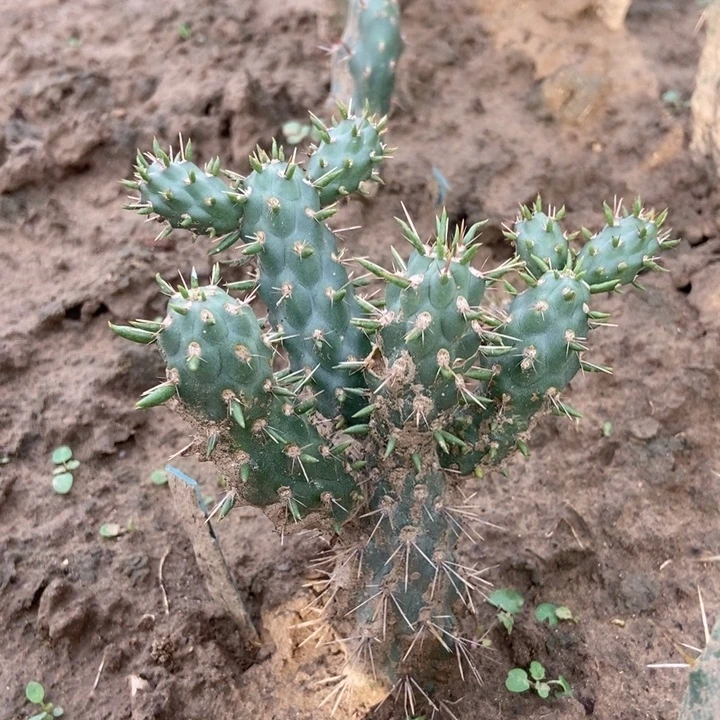 植生野一棵多侧芽